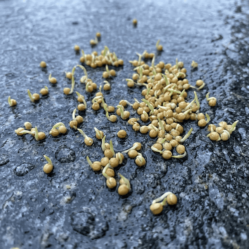Golden millet (sprouted)