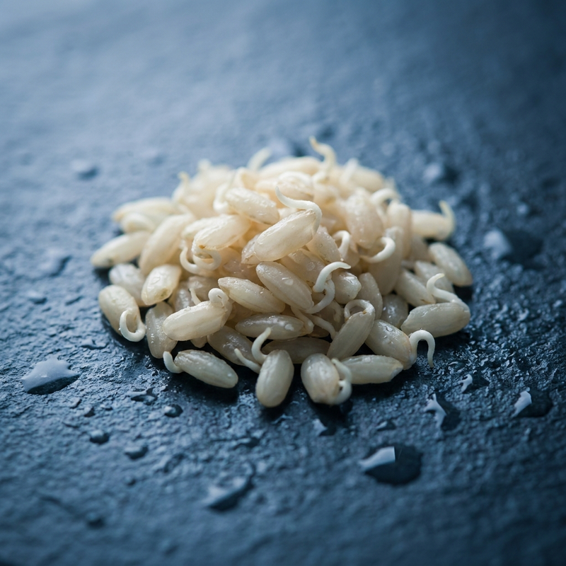 Fermented Rice Bran